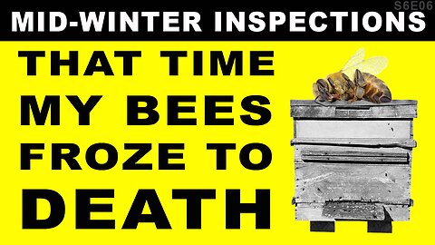 Mid-winter Apiary inspection. Who lived and who died?