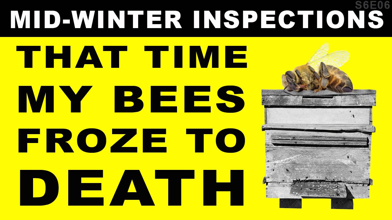 Mid-winter Apiary inspection. Who lived and who died?