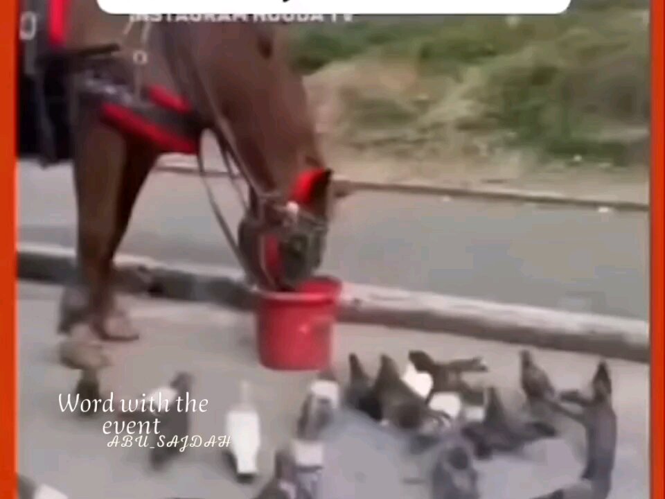 Horses feed birds at a time when billions of people are unable to feed the children of Gaza!!