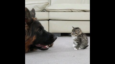 german shepherd and cute cat become best friends