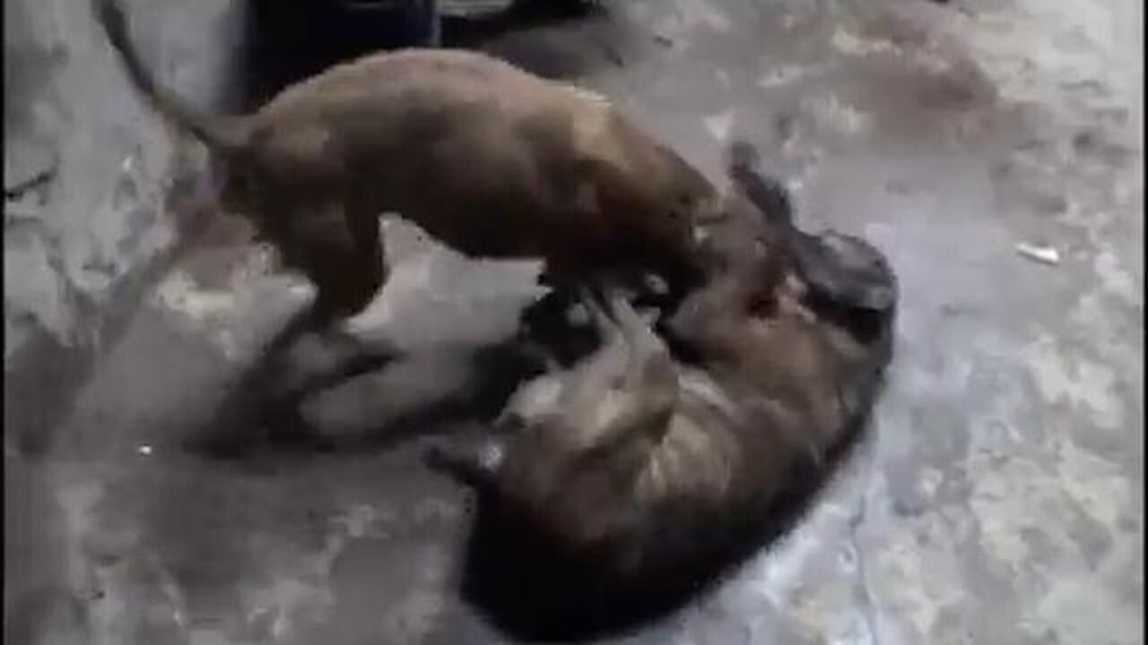 FCK Pitbull Fighting - (Dog Fights)