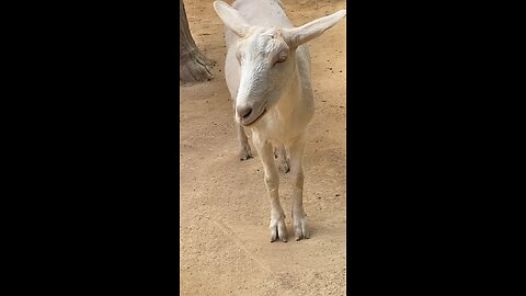 Nubian Goat 🐐 #trending #viral #goat #followme #shorts #trending