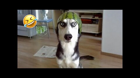 Try Not to Laugh 😂 Funniest Cats & Dogs That Broke the Internet 2025!