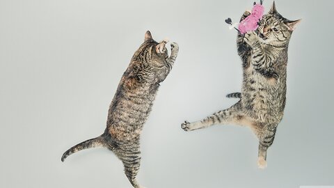 The funniest cats and dog