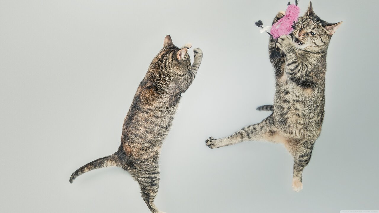 The funniest cats and dog