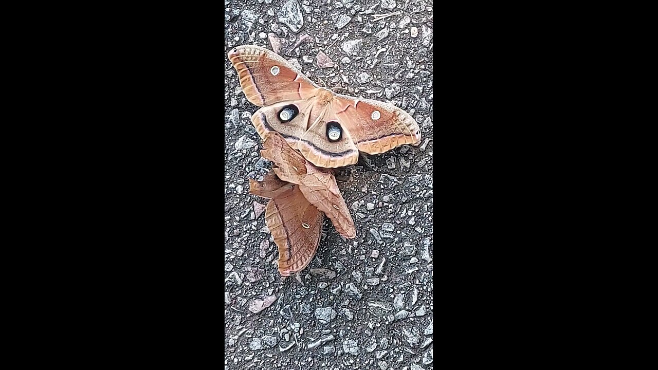 moths
