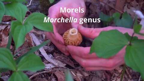 PRIMITIVE SURVIVAL, Foraging Ten Spring Wild Edibles! Ramps, Morel Mushrooms & More.