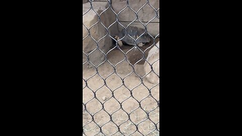Radiated tortoise 🐢 #Radiatedtortoise #tortoise #followme #trending #shorts #viral