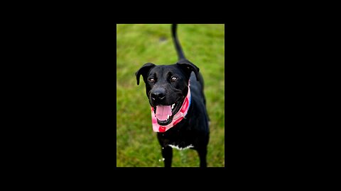 Xena needs a home!