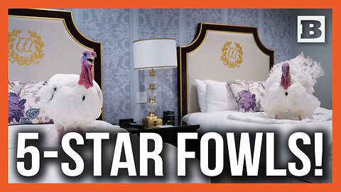 Five-Star Fowls! Pardoned Turkeys Given Luxury "Accommodations" Near White House