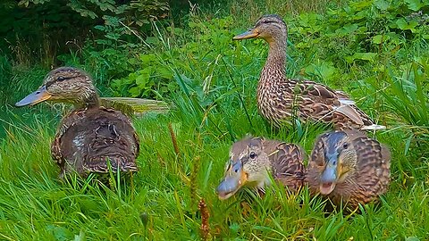 Three Mallard Duck Ducklings Three Weeks Apart
