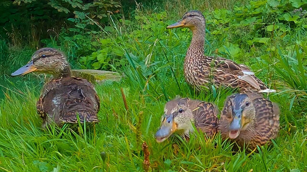 Three Mallard Duck Ducklings Three Weeks Apart