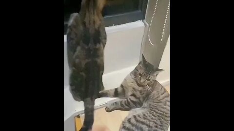 cat fight #funny #cat