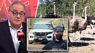 Ostrich saga continues as authorities prepare to cull BC flock