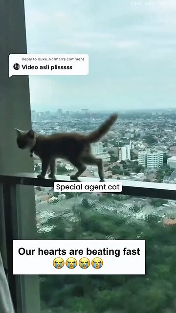 007 James Bond Cat spesial agen