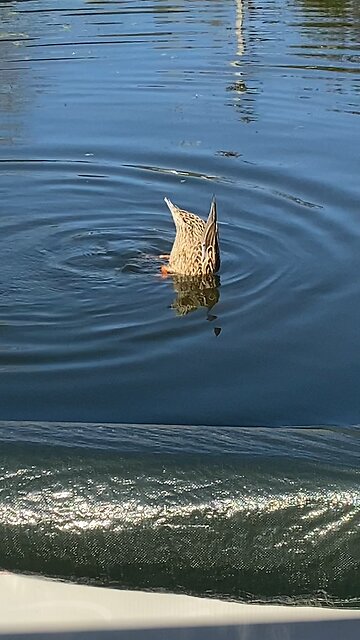 Crazy duck 🦆 by jack the Irish wolfhound