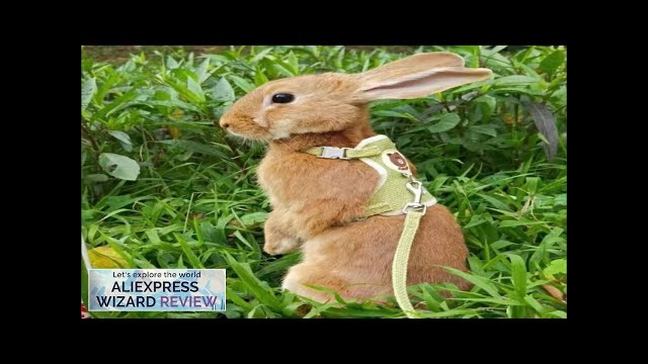 Newest Cute Rabbit Harness and Leash Set Bunny Pet Accessories Vest Harnesses Review