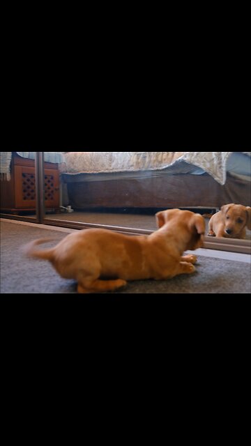 Highlights of Awesome Pets 🐶🐱🐾 Funny Dogs, Cute Cats & a Silly Llama!