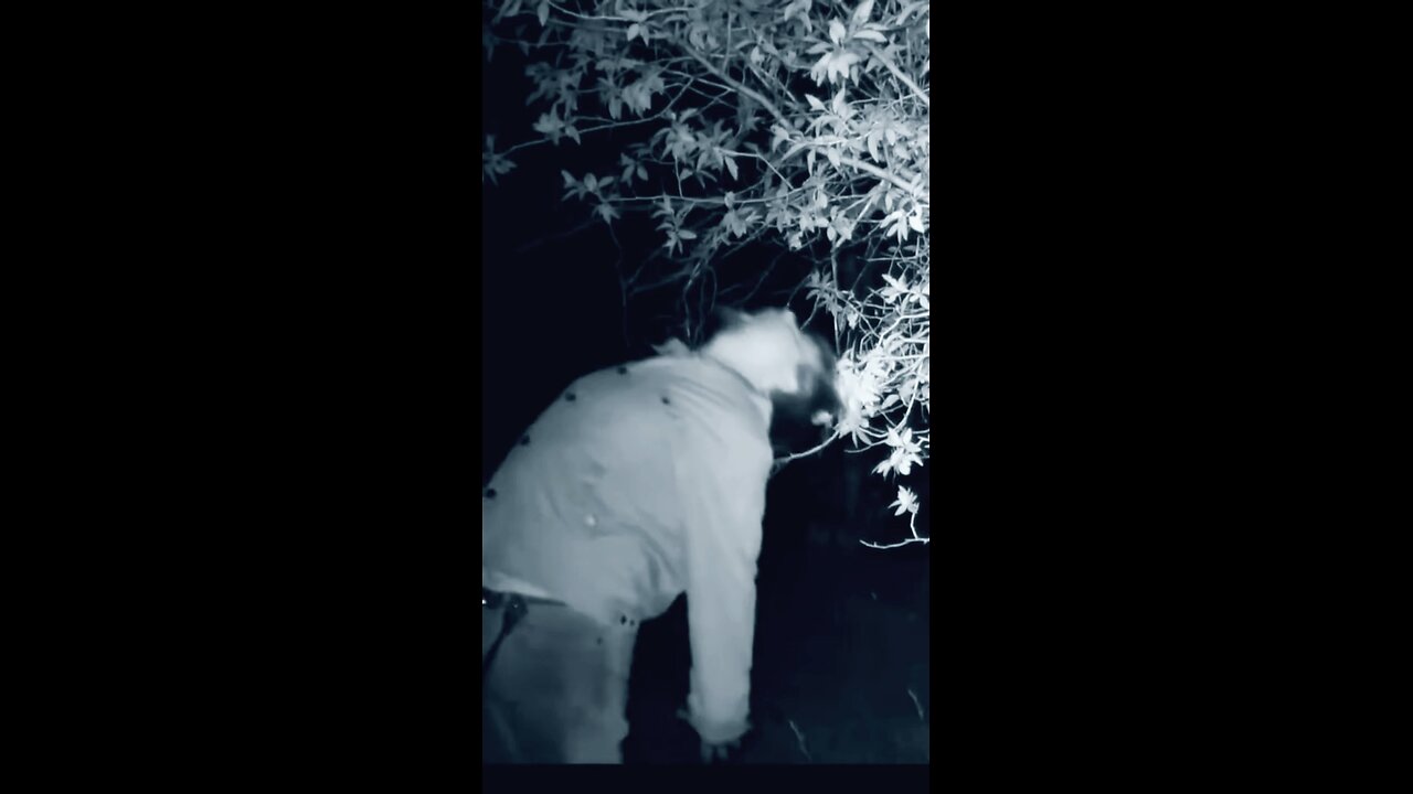 Skinwalker Caught On Hidden Camera