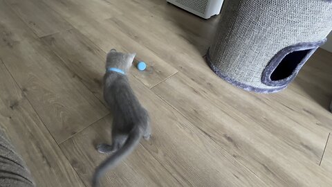 gizmo cat plays with ball