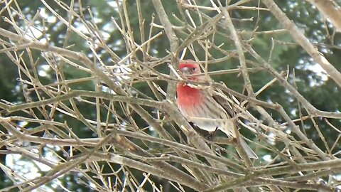 Purple Finch