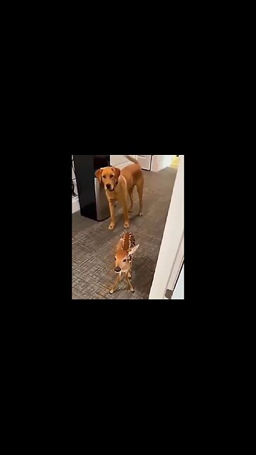 Dogs Are Friends With Everybody