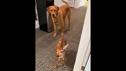 Dogs Are Friends With Everybody