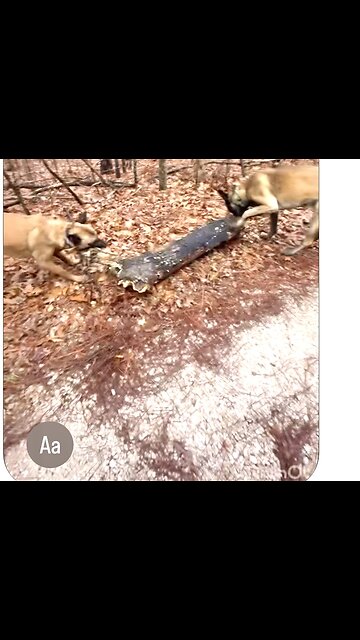 Two energetic Belgian Malinois dogs help owner with bad back to clear down tree in road way.🐕🐕❤️