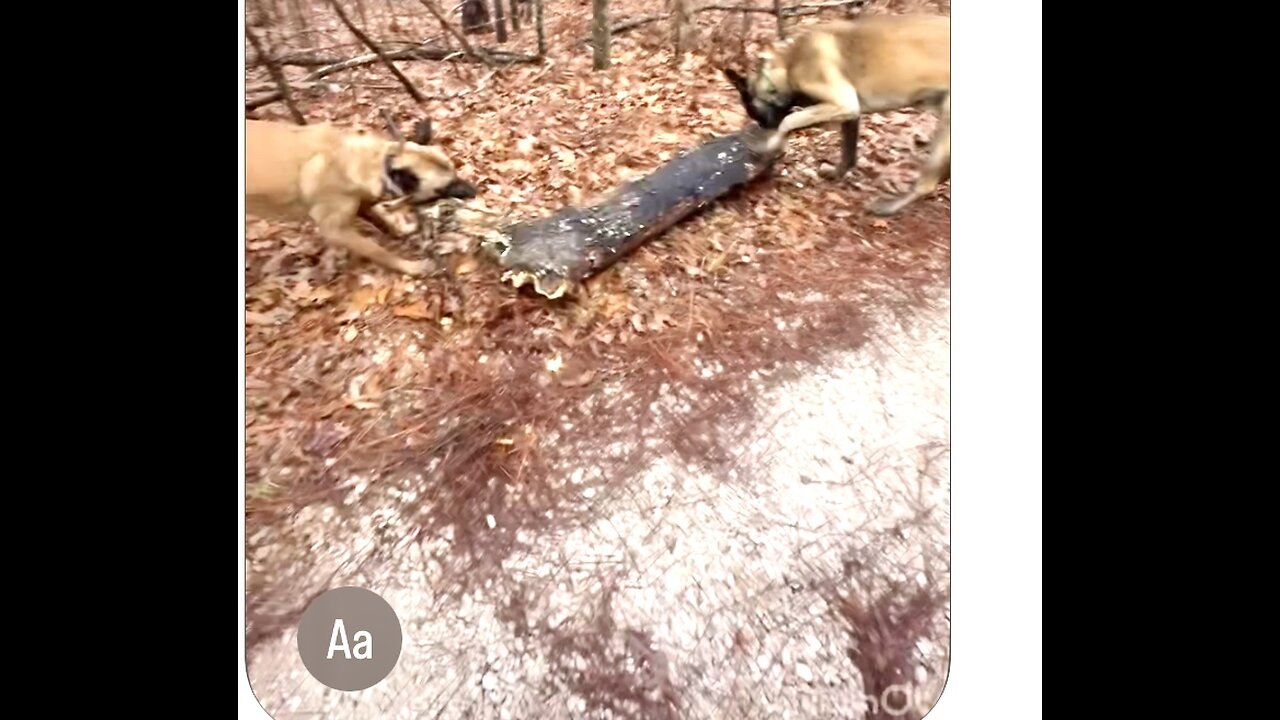 Two energetic Belgian Malinois dogs help owner with bad back to clear down tree in road way.🐕🐕❤️