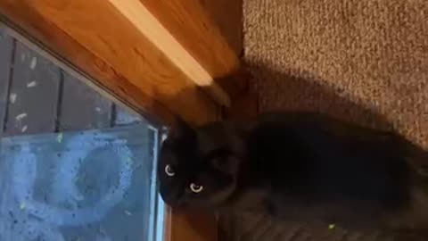 Viral: The most adventurous outdoor cat right here#cat #kitty #kitten #funnycats