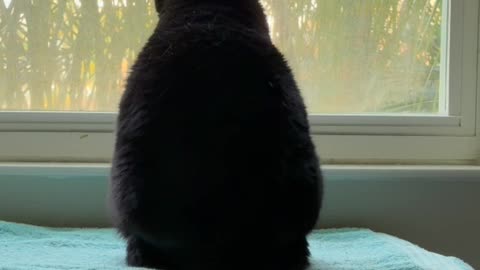 Cute Precious Piper Enjoys Looking Out her Spa Window - My Adopted Shelter Cat Vlog #shorts