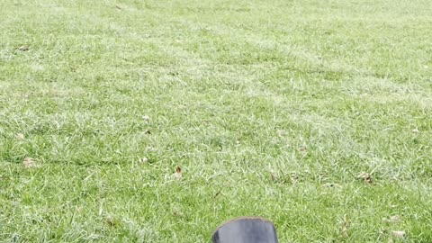 Coehorn Mortar firing in real time