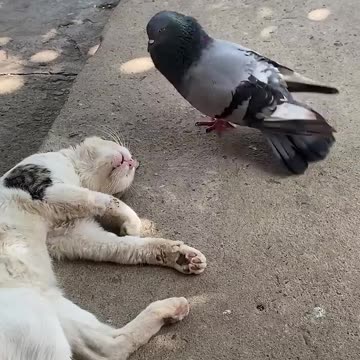 Pigeon Wakes Up Sleeping Cat