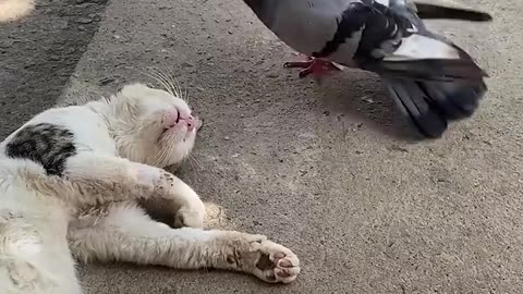 Pigeon Wakes Up Sleeping Cat