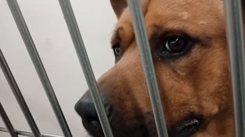 Ivo 2y A877754 kennel 162 PACC shelter starving 4 attention, goodies-eye-contact help too20251126790