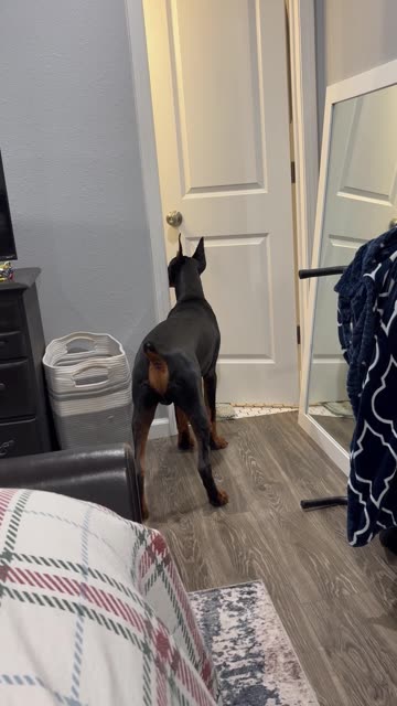 No Privacy When You Have a Doberman