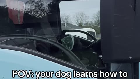 French Bulldog Honks Horn To Get Owner's Attention