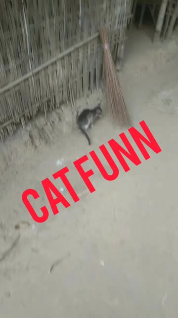 little cat is funny sound