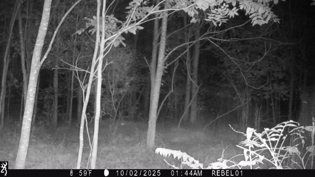 mysterious critter trying to rearrange my trail cam
