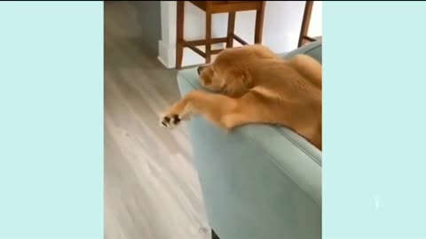 Sofa Snuggles: The Cutest Sleeping Dogs Compilation!