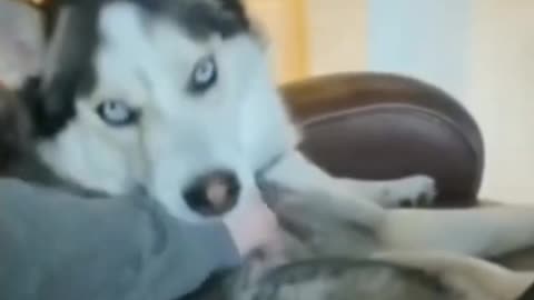 very cute animals☺️❤️