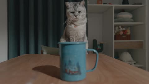 FULL-THROTTLE ZOOMIES A Day in the Life of an Adorable Agent of Chaos