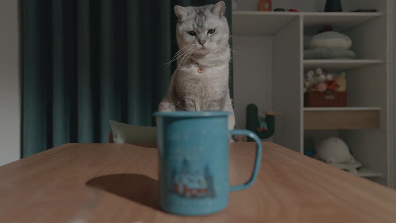 FULL-THROTTLE ZOOMIES A Day in the Life of an Adorable Agent of Chaos