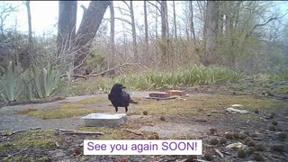 EA 75 - Mating Rituals of Animals