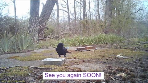 EA 75 - Mating Rituals of Animals