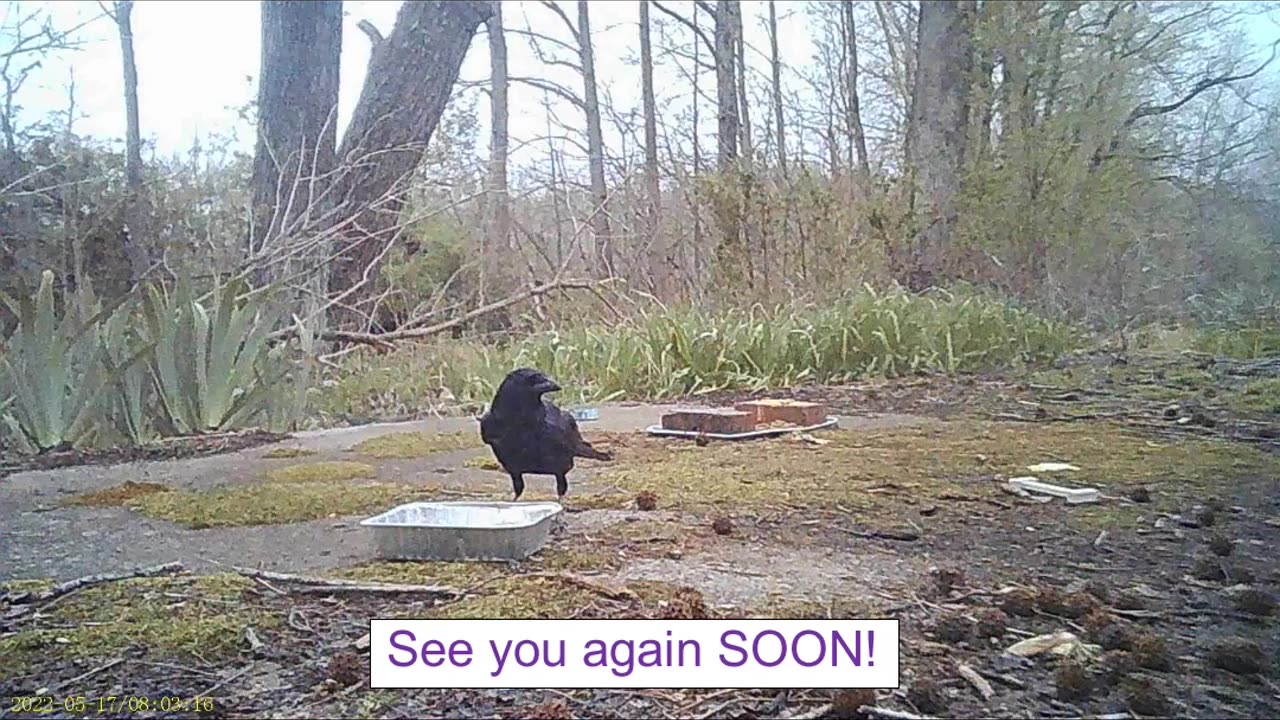 EA 75 - Mating Rituals of Animals