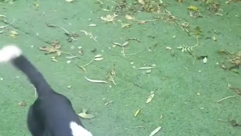 Border Collies Jumping for Bubbles