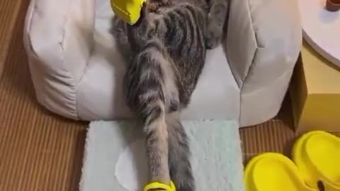 Cat sleeping