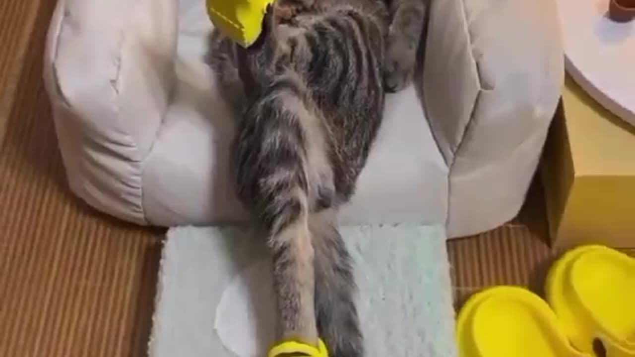 Cat sleeping