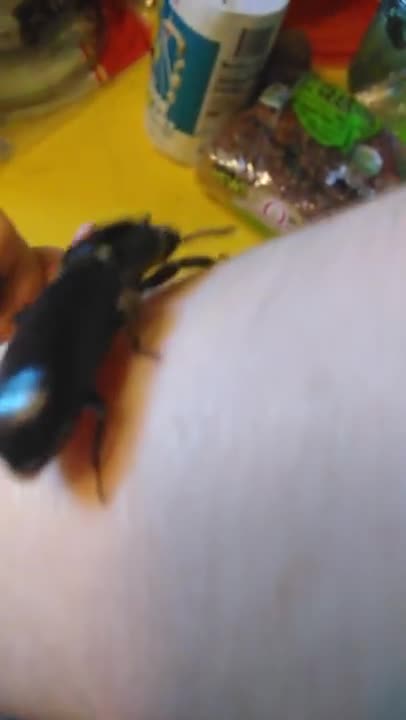 My pet pinching beetle Sauron